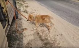 Волонтеры спасают животных из курского приграничья