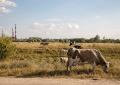 Курским аграриям планируют назначить прямые выплаты за ущерб, нанесенный им ВСУ