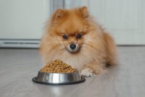 Прогулка с собакой обернулась штрафом