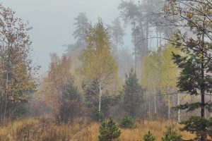 В Курской области 19 сентября температура воздуха составит +24 градуса