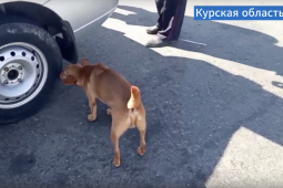 Курские полицейские помогают оставленным в приграничье домашним животным
