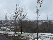 В Курске высадили 500 деревьев и кустарников