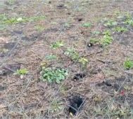 Замеченный в Курске кабан ушел в лес