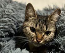 Дома сразу на трех улицах Курска останутся без отопления и горячей воды до вечера