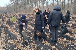 В урочище высадили дубы