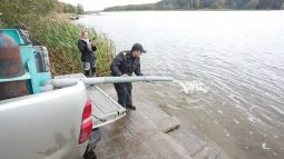 В Курской области в Михайловское водохранилище выпустили больше тысячи мальков сазана