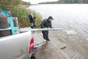 В Курской области в Михайловское водохранилище выпустили больше тысячи мальков сазана