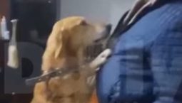 Курянин нашел свою собаку, пропавшую на охоте в Карелии