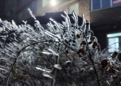 В Курске 12 декабря днем мороз достигнет значения -5 градусов по Цельсию