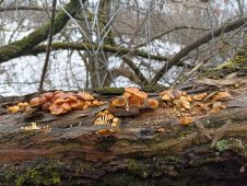 Зимние опята заполонили курские леса