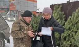 В Курске обнаружили 7 незаконных елочных базаров