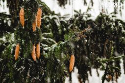 В Курской области 19 января ожидается до -16°C