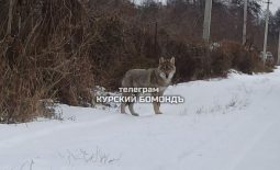 Под Курском «волк» напугал владельцев дачных участков