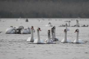 В Октябрьском районе Курской области поселились больше 120 лебедей