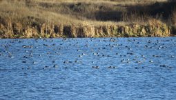 На Сейме в Курской области обнаружили рекордное скопление уток