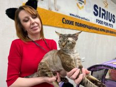 Участники международной выставки кошек в Курске заполняли заявки в новогоднюю ночь