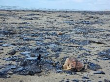 Владимир Путин поблагодарил волонтёров за помощь в ликвидации последствий разлива нефтепродуктов