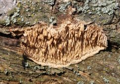 В Курской области нашли новый для региона гриб Радуломицес зубчатый