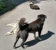 В 2024 году 120 курян обратились в суд после укусов собак