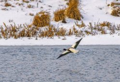 Редкую утку пеганку заметили на курской реке