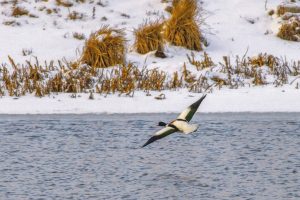 Редкую утку пеганку заметили на курской реке