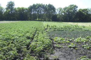 Переселенцам выдадут участки для огородов