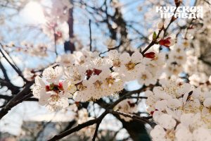 В Курской области 3 мая ожидается до +13°С