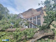 В Курске  сильный ветер свалил несколько огромных деревьев