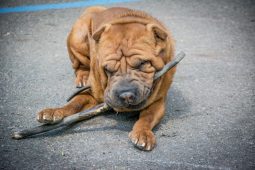 В Курске  людям в нетрезвом виде запретят выгуливать собак