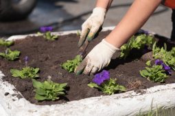 На курских клумбах к лету высадят 180 тысяч цветов