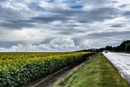 В Курской области приступили к 3-й очереди работ строительства комплекса по переработке масличных культур