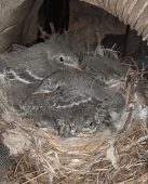 В Курской области трясогузки свили гнездо внутри «Камаза»