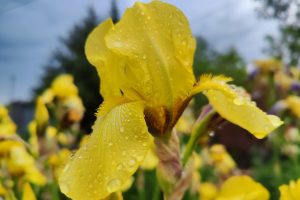 В Курской области 1 июня прогнозируют до +26 градусов