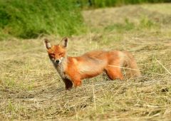 В Курской области диких животных проверили на бешенство