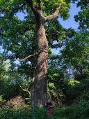 30-метровый дуб из Марьино претендует на «Дерево года»