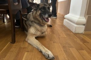 «Четвероногий навигатор» поможет