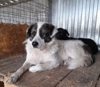 В Курске прошел рейд по отлову бездомных животных