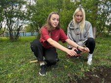 В Курской области высажено 62 тысячи деревьев