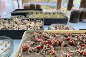 Курские аграрии засеяли 1,5 миллиона гектара