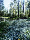 От курян ждут идеи по благоустройству урочища «Хохлов лес»