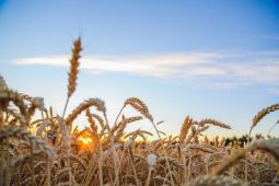 «Единая Россия» поддержала законопроект о сохранении особого статуса сельхозпроизводителя для аграриев в приграничных регионах