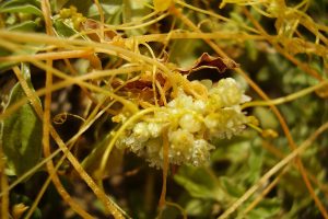 В Курском районе ввели карантин