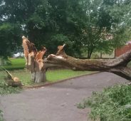 В Курске при падении дерева на улице Косухина пострадала женщина