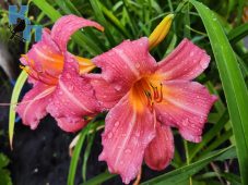 В Курской области 1 августа прогнозируют дожди и до +24 градусов