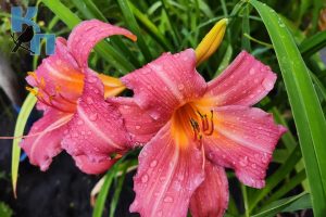 В Курской области 1 августа прогнозируют дожди и до +24 градусов