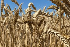 Первые пробы курской пшеницы отнесены к четвертому продовольственному классу