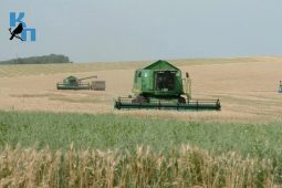 В Курской области намолотили свыше 3 миллионов тонн зерна