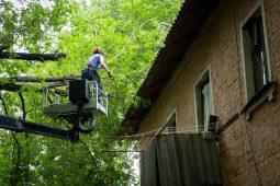 В Курске на крышу многоквартирного дома упало дерево