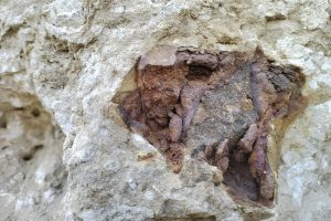 Ихтиозавры водились под Понырями