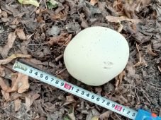 На Боевой даче в Курске обнаружен гигантский гриб из Красной книги